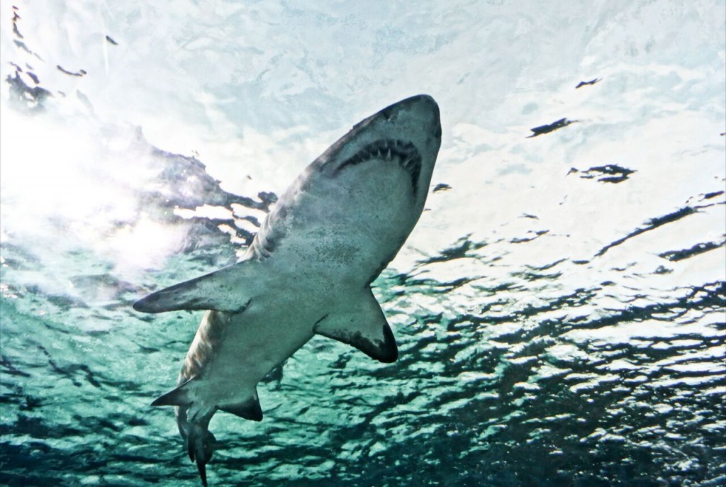 June - July - August  More recorded shark attacks along East Coast than ever
