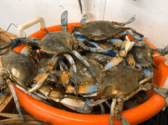 Blue Crab Season Hits Peak On The Grand Strand MyrtleBeachSC News