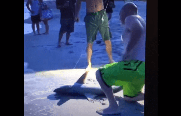 Shark Fishing