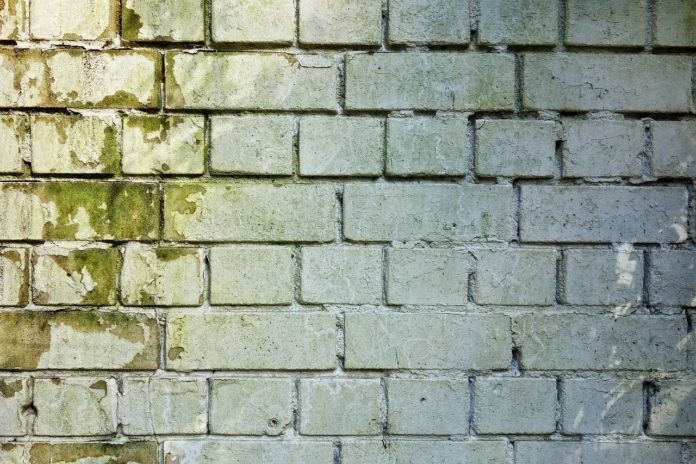 Mold on Brick Wall Exterior