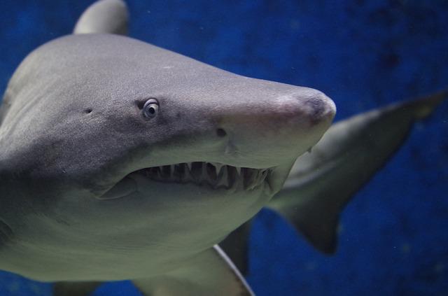 Myrtle Beach Shark Attack