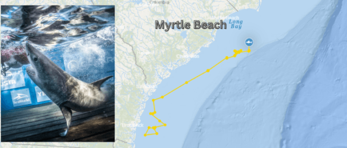 Myrtle Beach White Shark