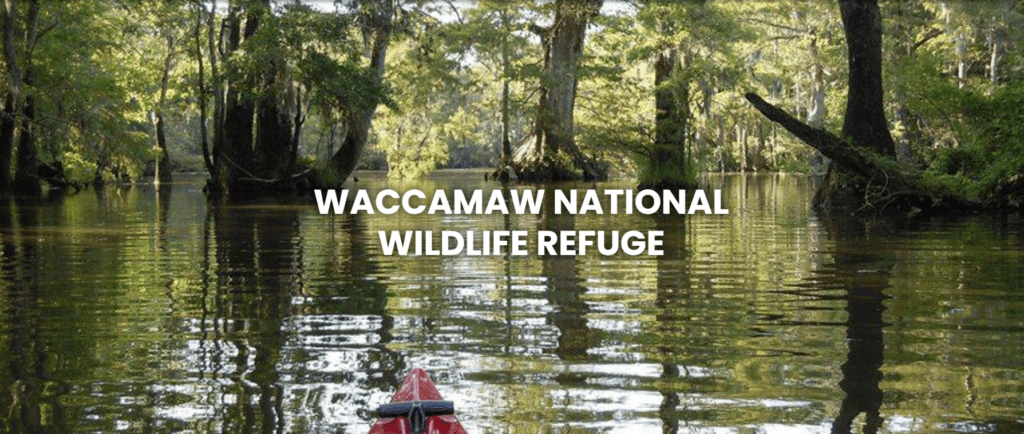 Waccamaw National Wildlife Preserve