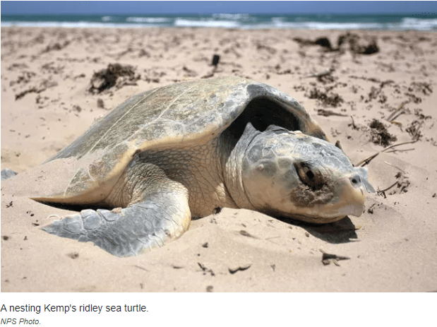 Endangered Kemp’s ridley sea turtle lays nest near Myrtle Beach