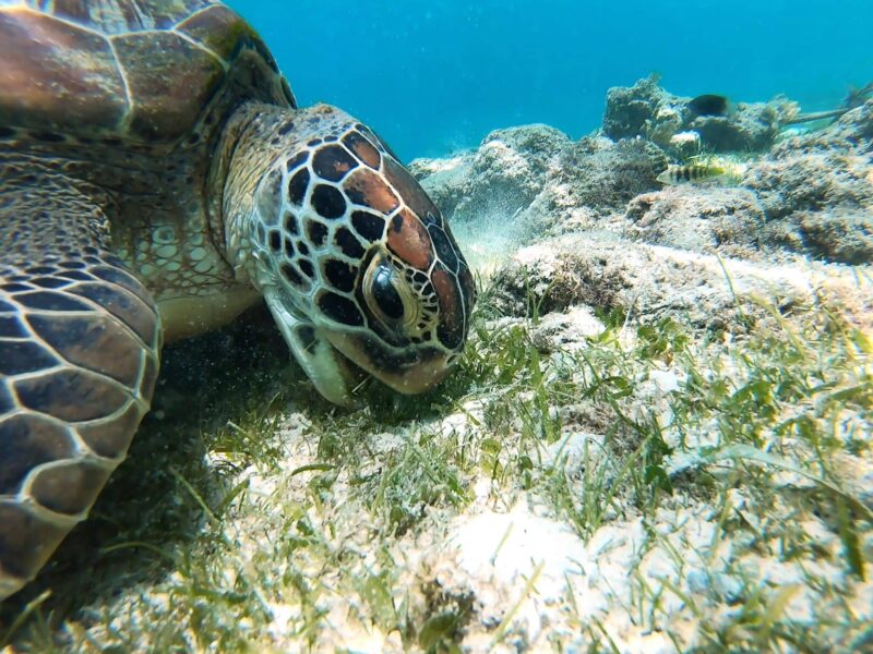 Sea Turtles