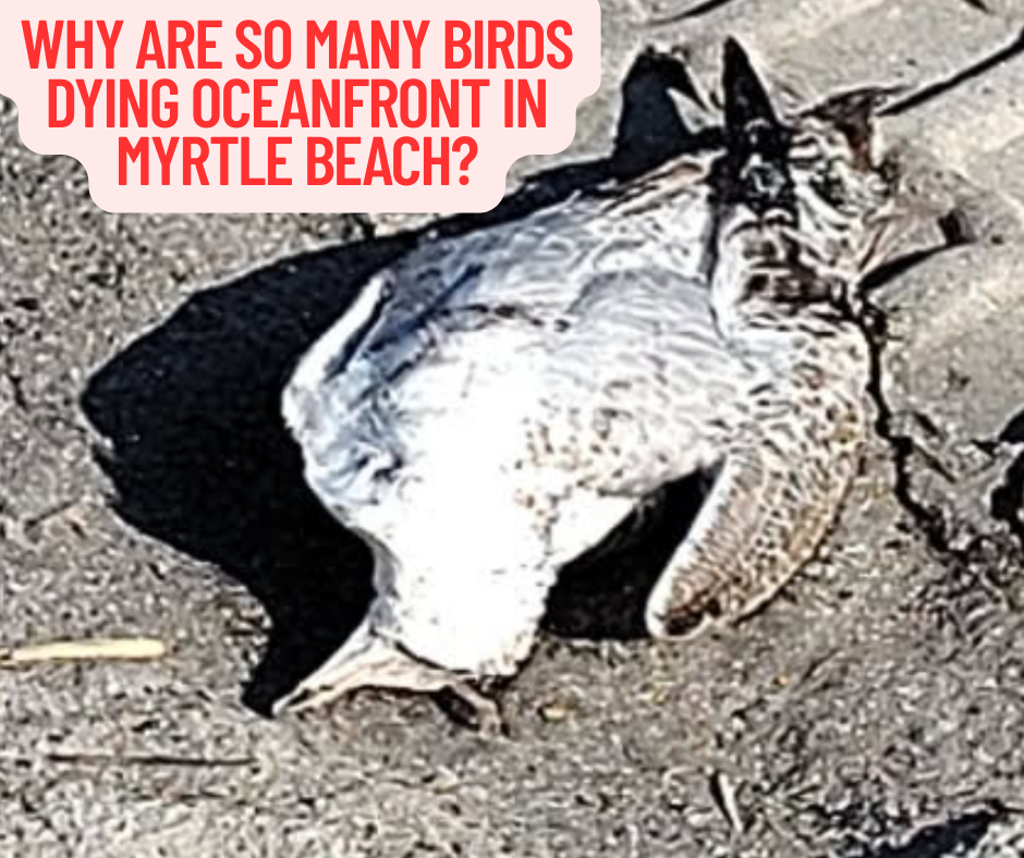 Myrtle Beach Dying Bird Epidemic