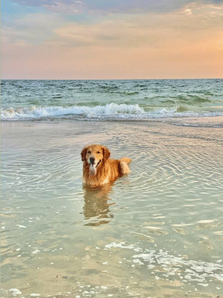 Myrtle Beach Area After Labor Day Relaxes Laws — But Not All at Once, and Not Everywhere MyrtleBeachSC News