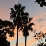 Palmetto